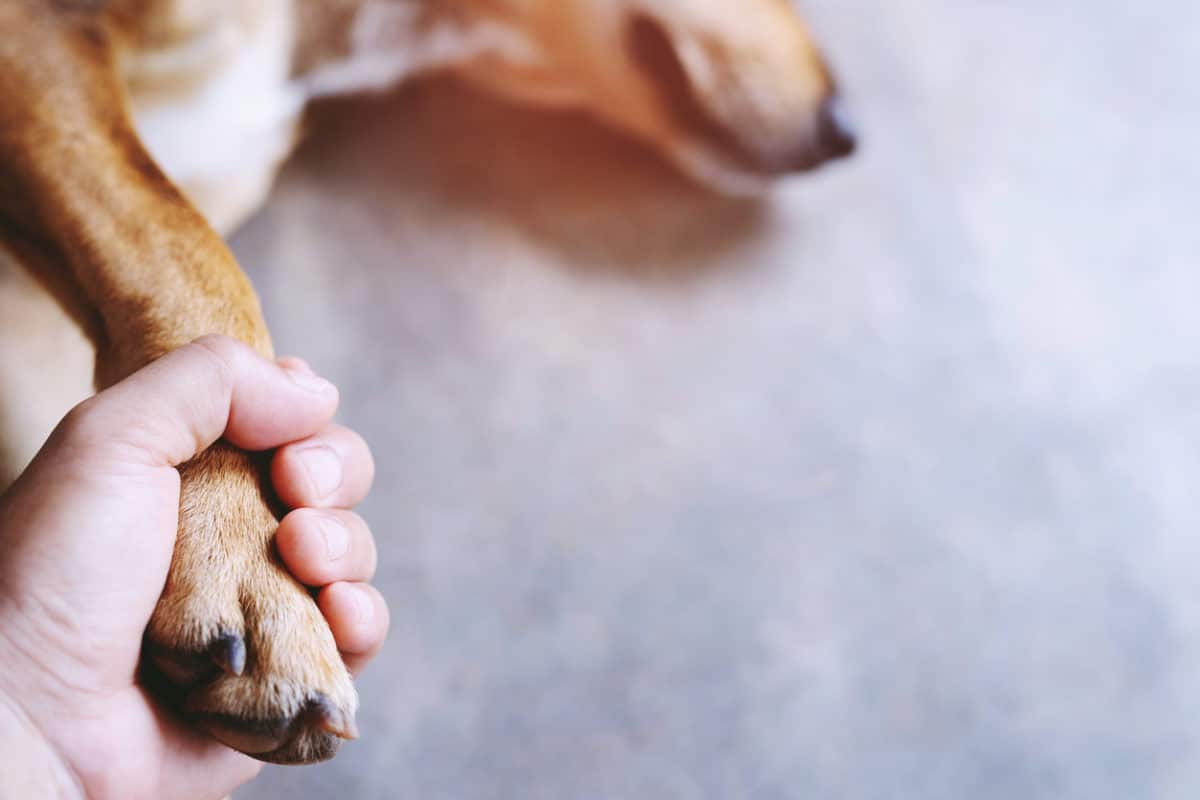 owner petting his dog, Hands holding paws dog are taking shake hand together while he is sleeping or resting with closed eyes. empty space for text.