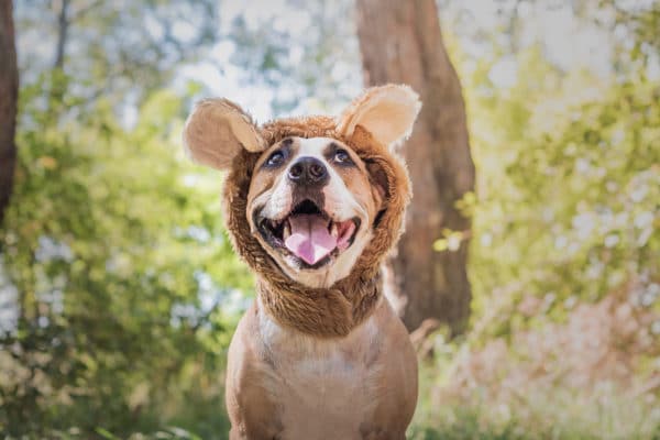 Funny dog portrait in bear hat photographed outdoors.