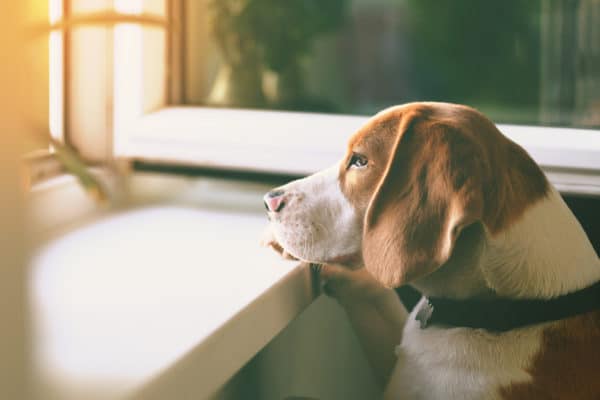 Beagle dog waiting