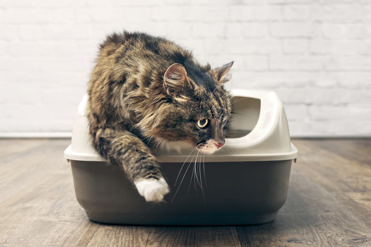 Maine coon cat using the litter box.