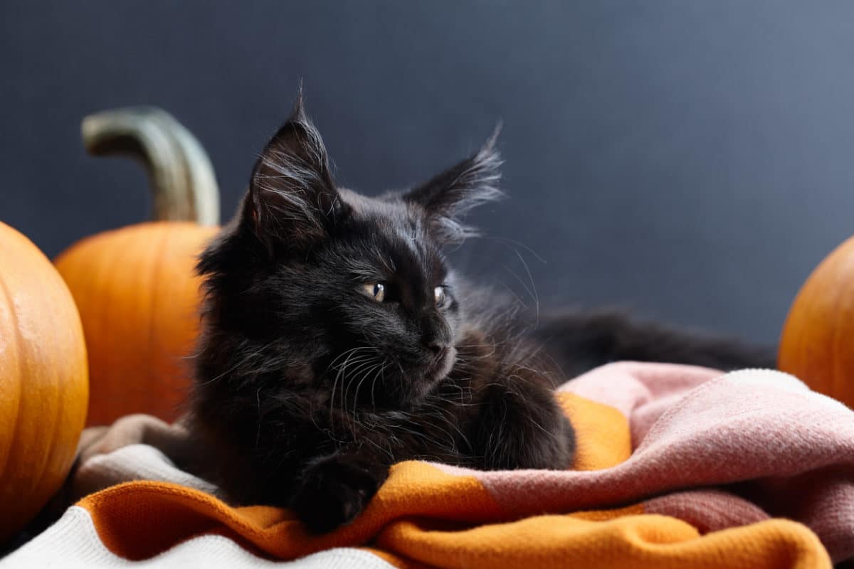 Halloween black cat in warm plaid among pumpkins