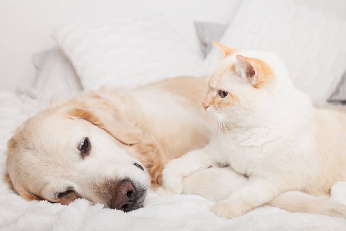 Young golden retriever dog and cute mixed breed red cat on cozy plaid. Animals warms together on white blanket in cold winter weather. Friendship of pets. Pets care concept.