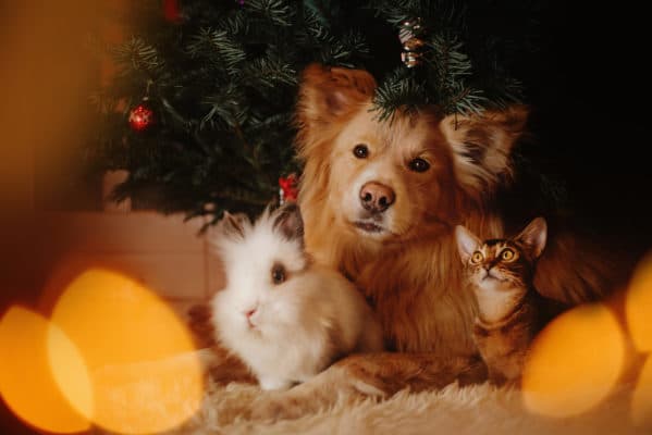 Group of pets posing under a christmas tree indoors