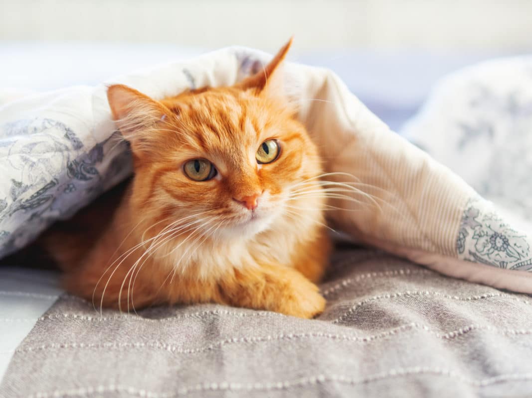 Cute ginger cat is hiding under blanket. Fluffy pet at cozy home background.