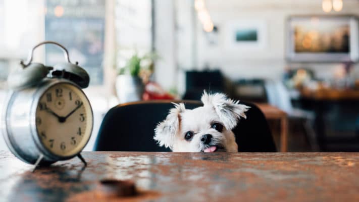Sweet dog so cute mixed breed with Shih-Tzu, Pomeranian and Poodle looking something in a coffee shop cafe with a clock vintage style