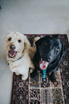 Two dogs on a carpet