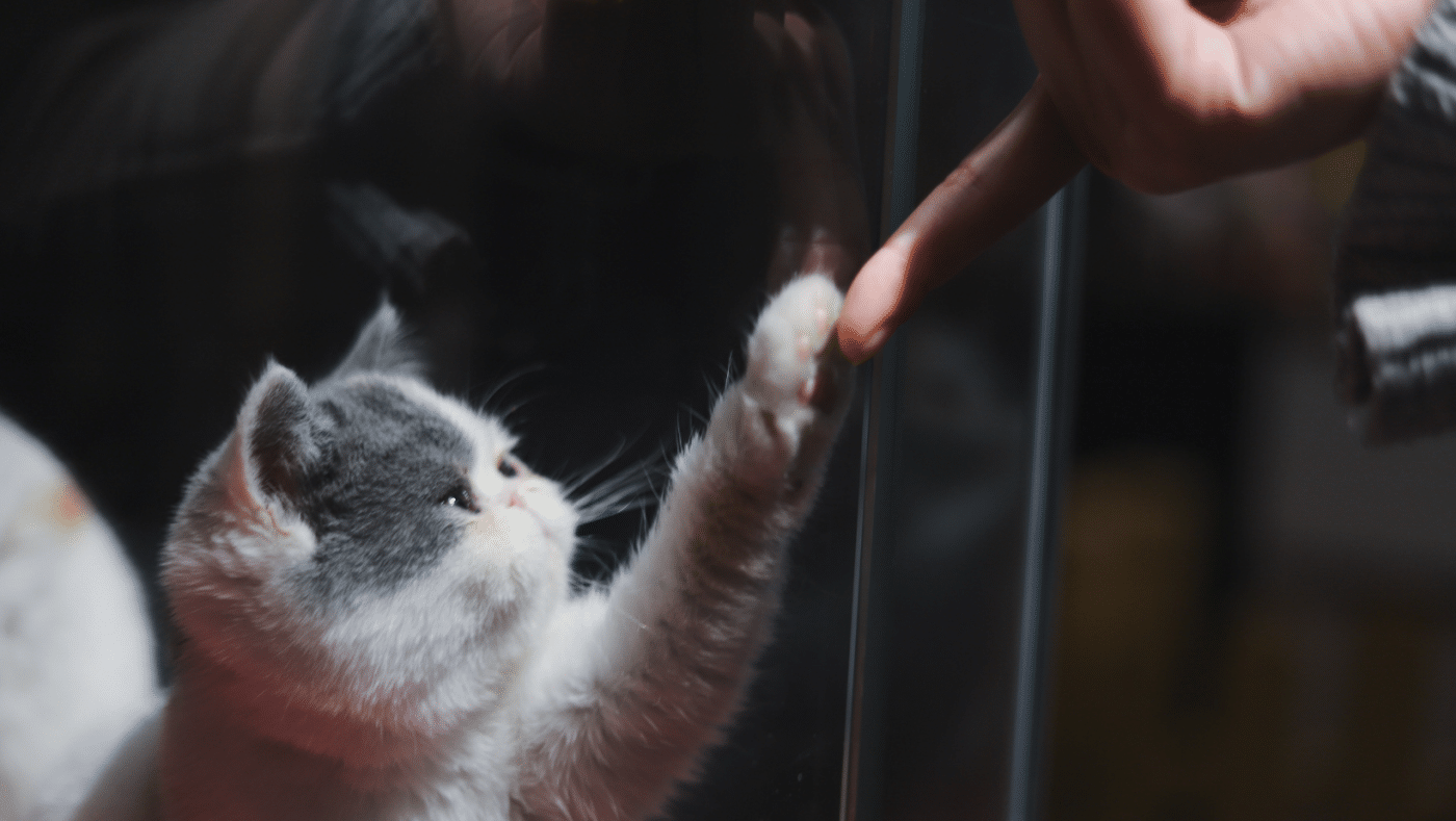 chat qui touche un doigt