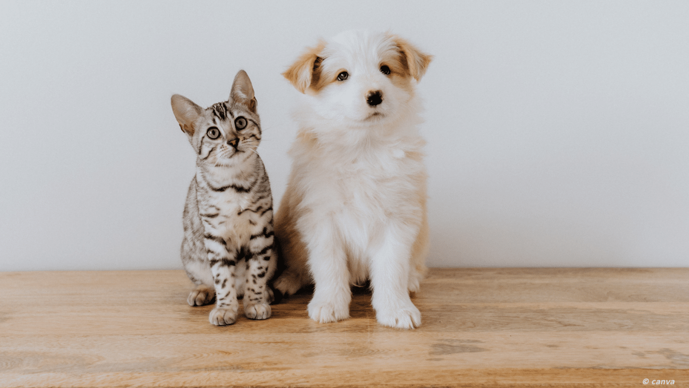chaton et chiot
