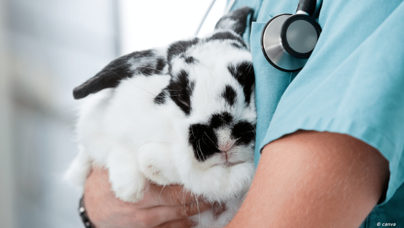 lapin dans les bras d'une techicienne en santé animale
