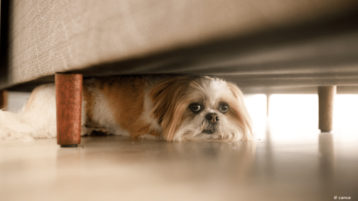 chien anxieux caché sous un meuble