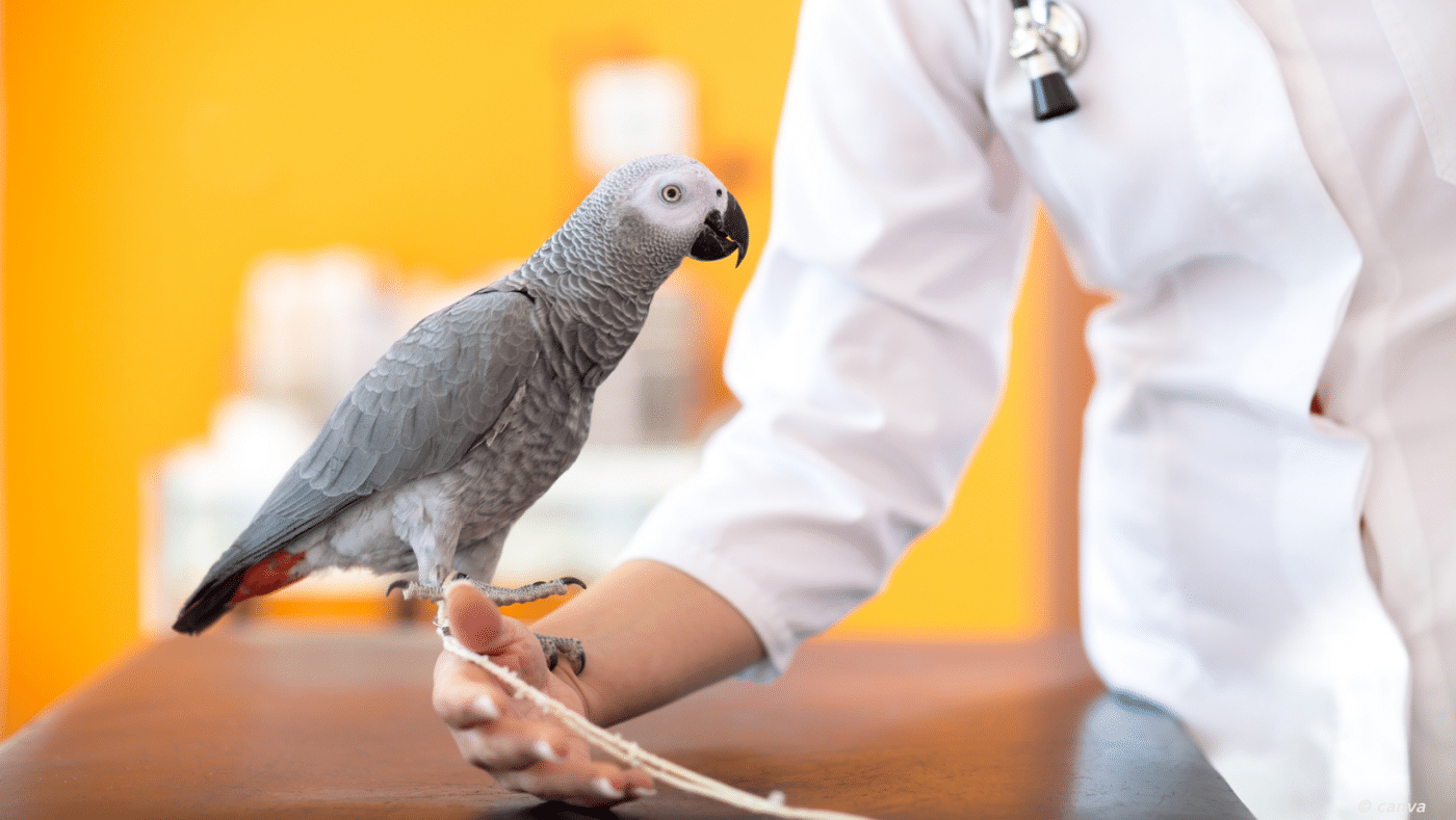 perroquet chez le vétérinaire