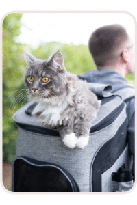 Chat dans un sac en randonnée