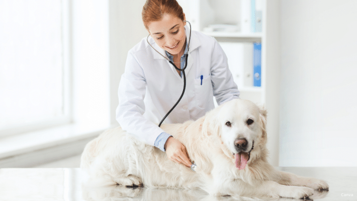 Une vétérinaire examinant un chien