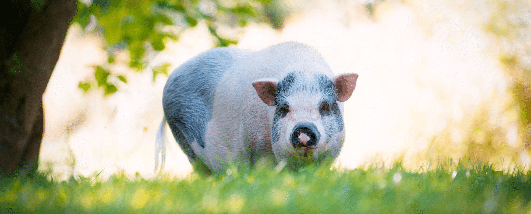 Mini-cochon dans l'herbe