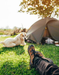chien dans le gazon en camping
