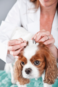 Acupuncture sur un chien