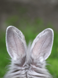 Les oreilles d'un lapin