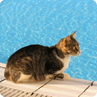 Chat sur le bord de la piscine