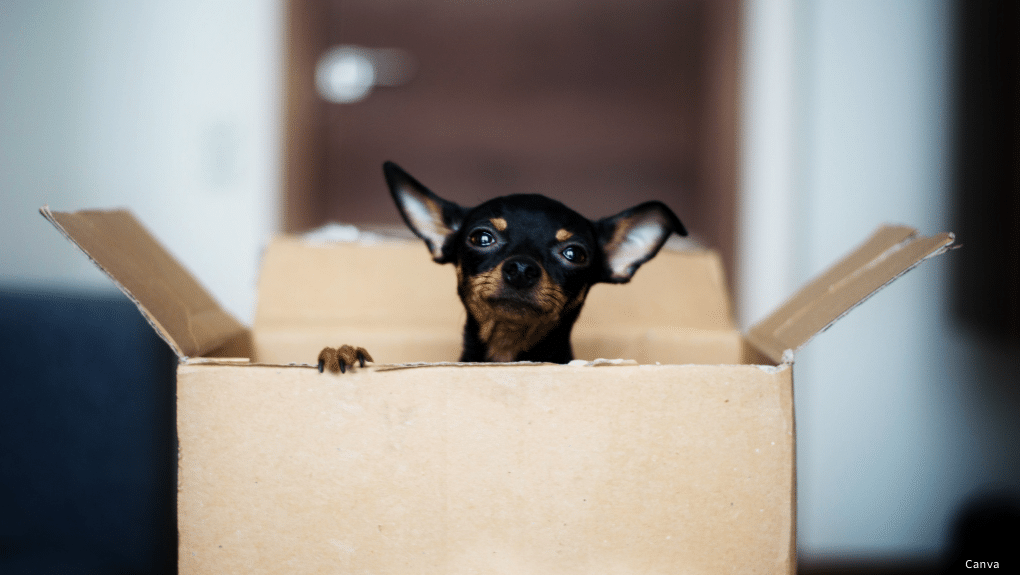 Déménagement. Chiens et chats ne sont pas bienvenus partout - Dre 