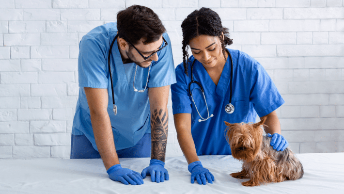 Techniciens en santé animale