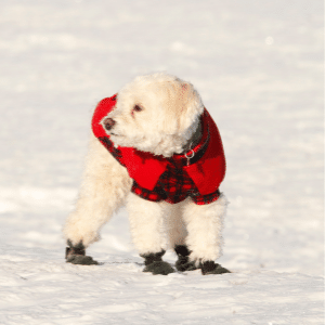 chien avec des bottes d'hiver