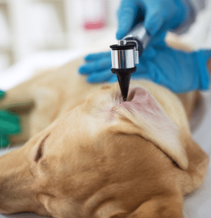 examen des oreilles sur un chien