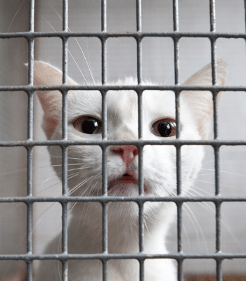Chat en cage