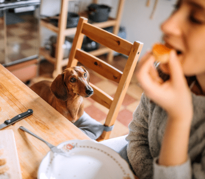Déjeuner avec le chien
