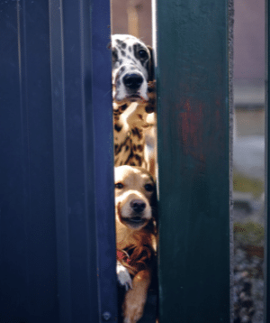 Les 5 règles du0027or pour passer lu0027Halloween avec son chien en toute 