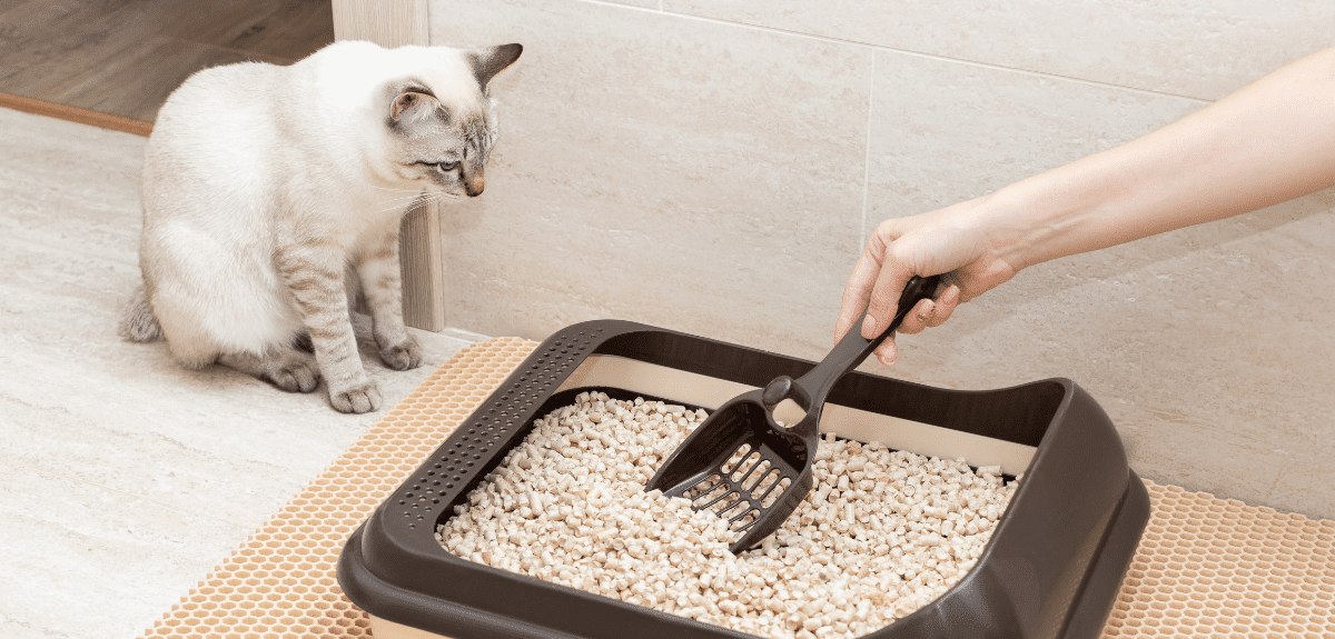 Bac à litière pour chat de nettoyage à la main avec une pelle à la maison concept de propreté et d'hygiène