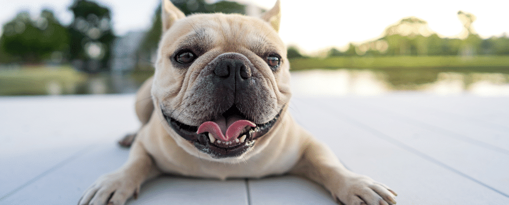 bulldog français heureux langue sortie qui est couché sur patio de bois
