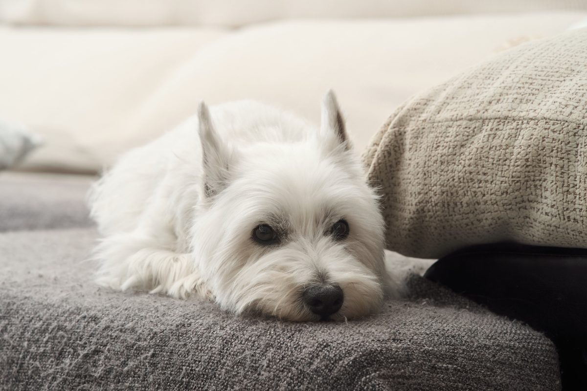 Gros plan d'un west highland white terrier allongé sur un canapé gris