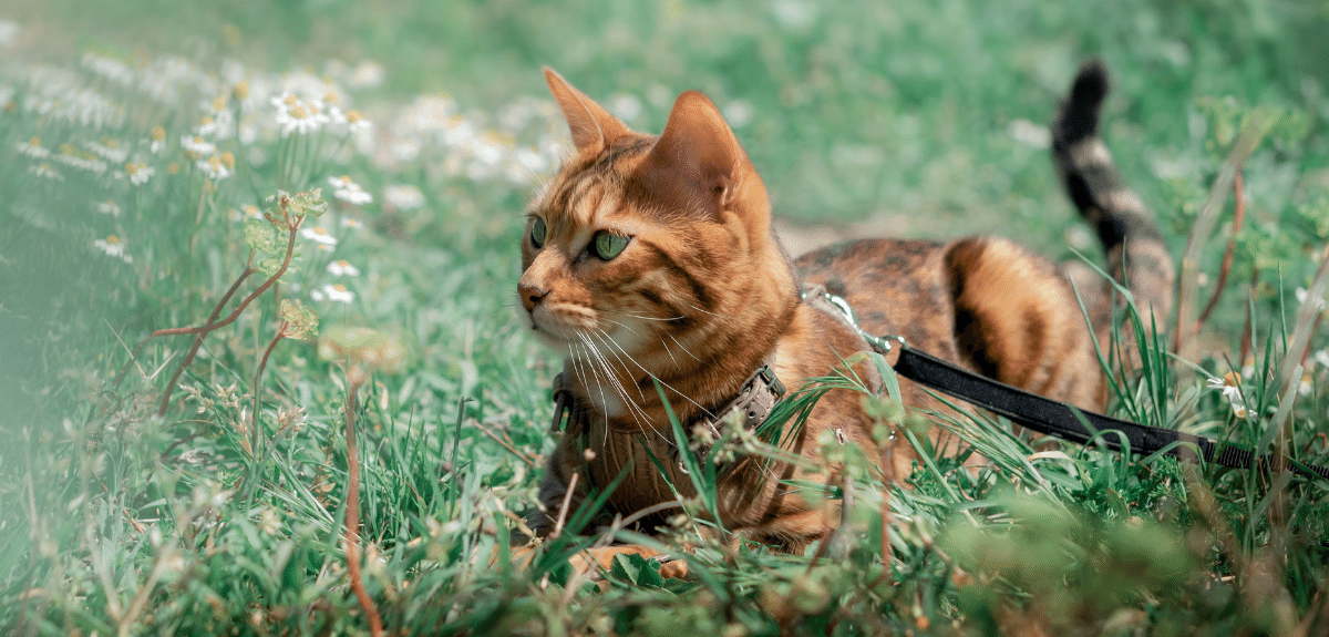 jeune chat tigré roux et brun couché dans l'herbe en laisse