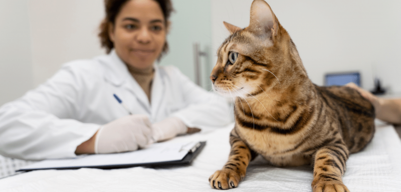 femme médecin vétérinaire qui rempli le document d'un chaton tigré étendu sur la table d'examen