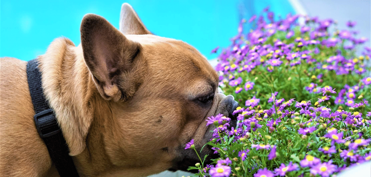 chien qui sent des fleurs