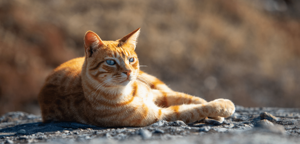 chat tigré orangé aux yeux bleus couché sur un rocher au soleil