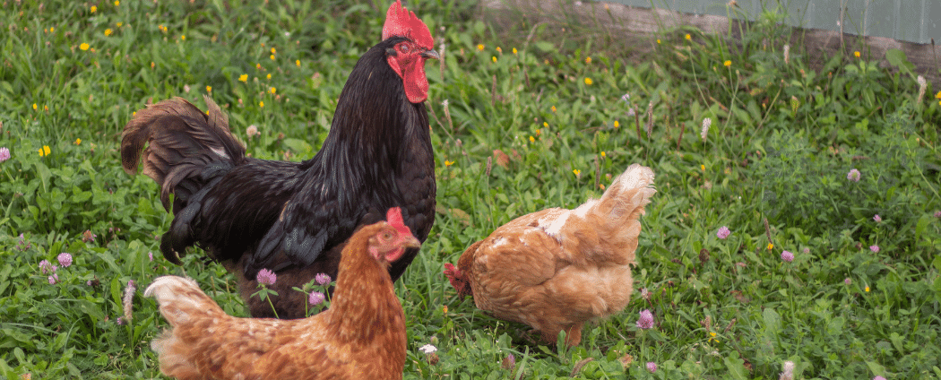 Un coq noir se tient dans l'herbe un jour d'été avec deux poules pondeuses
