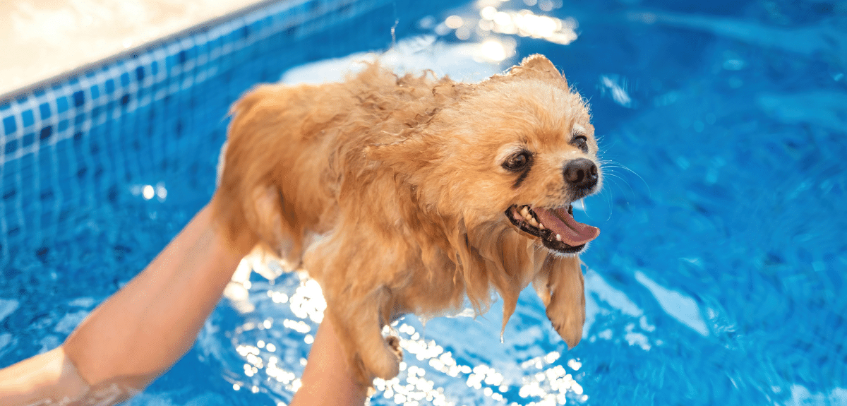 Pomeranian dans les mains du propriétaire dans une piscine