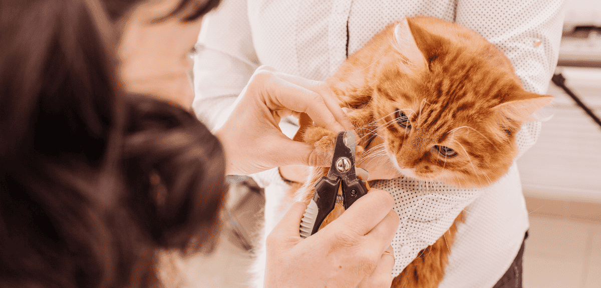 vétérinaire qui coupe les griffes d'un chat