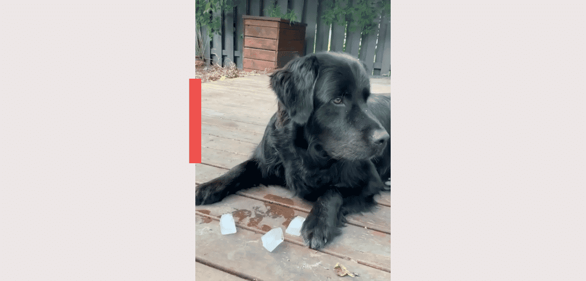 chien qui mange des cubes de glace