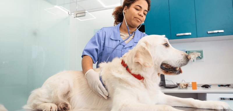 femme vétérinaire qui prend le pouls d'un chien adulte
