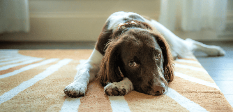 chien étendu sur le tapis qui fait de la fièvre