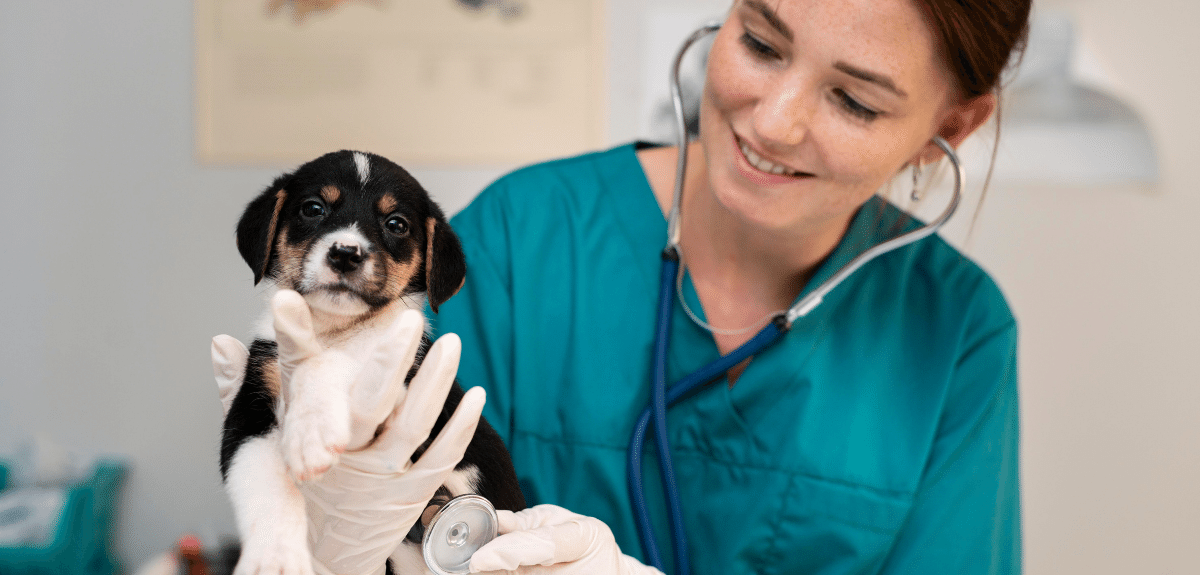 5 comportements à adopter, pour aider votre équipe vétérinaire.