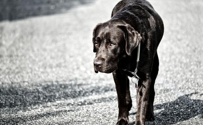 dysplasie hanche chien photo noir et blanc