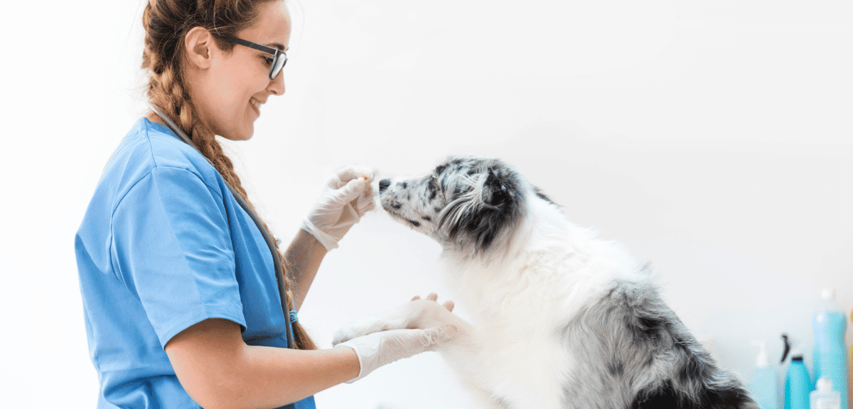 Technicien.ne en santé animale. Quel est son rôle en médecine vétérinaire.