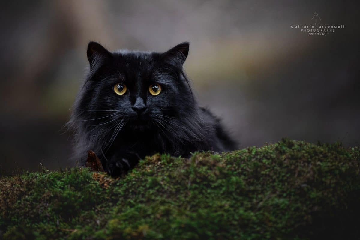 photo de chat noir par photographe Caterine Arsenault
