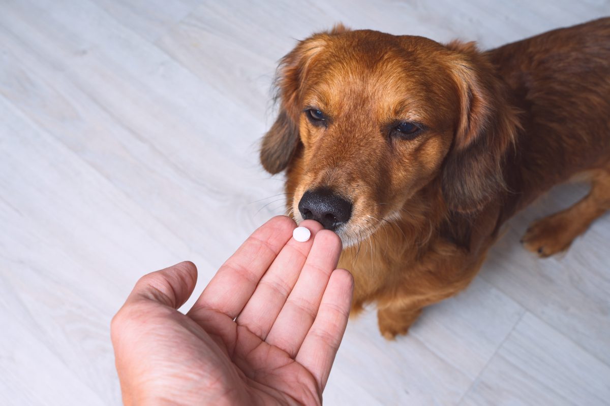 Propriétaire donnant des médicaments dans une pilule ou un comprimé vermifuge à son chien