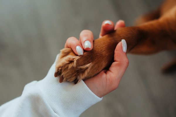 main de femme qui tient la patte de son chien qui s'en va en pension