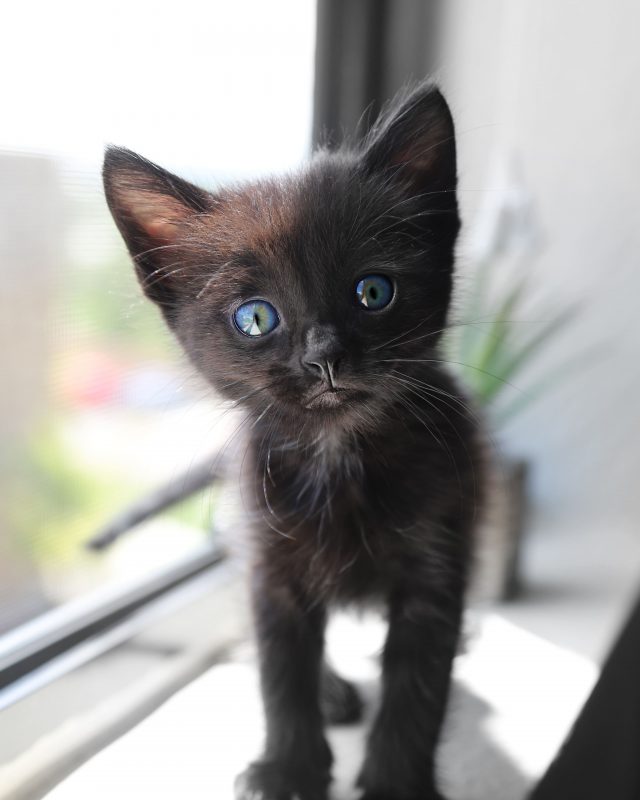 chaton noir