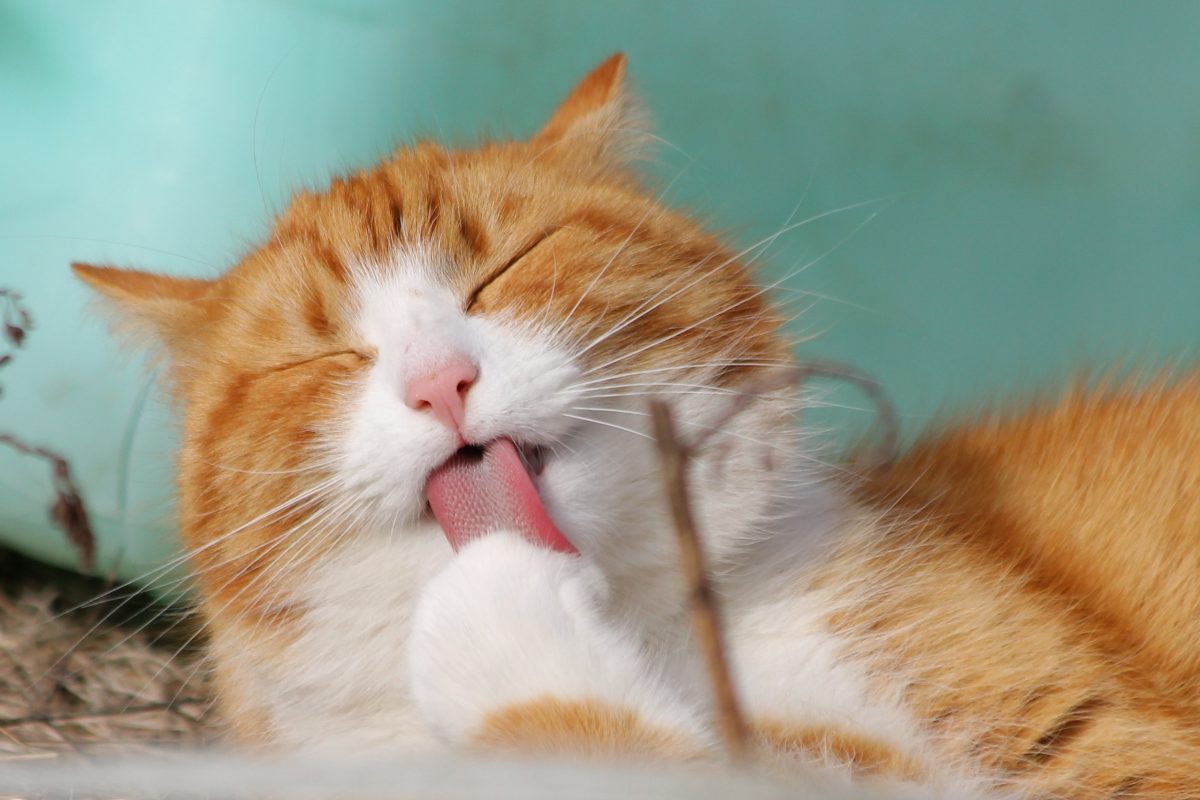 Chat qui fait sa toilette